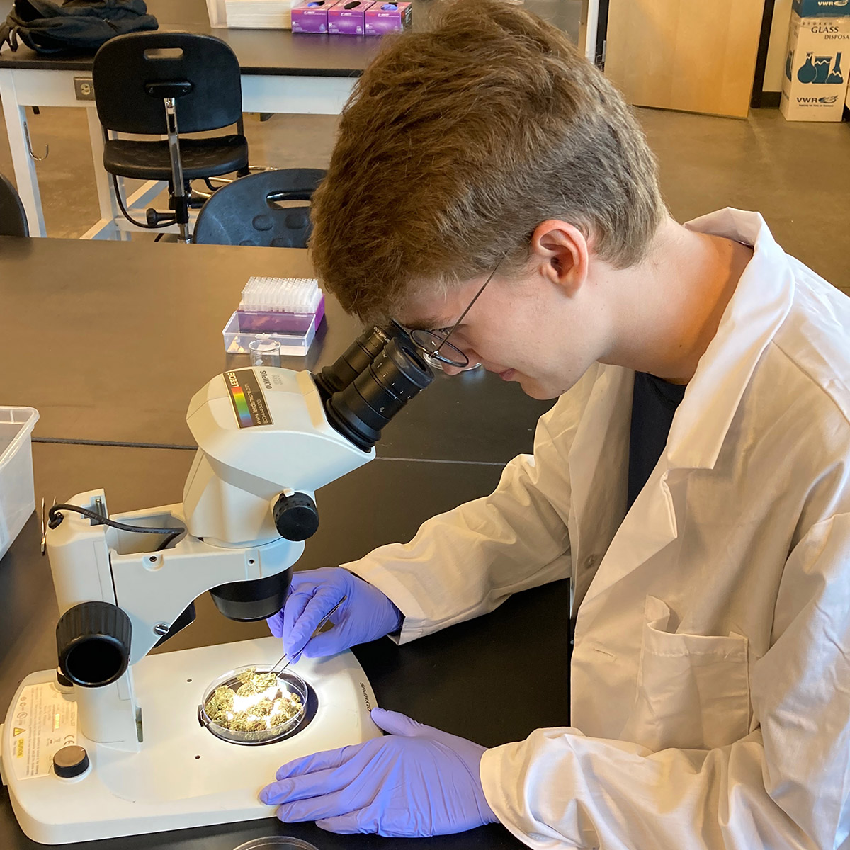 CCD Cannabis Science student looking in a microscope