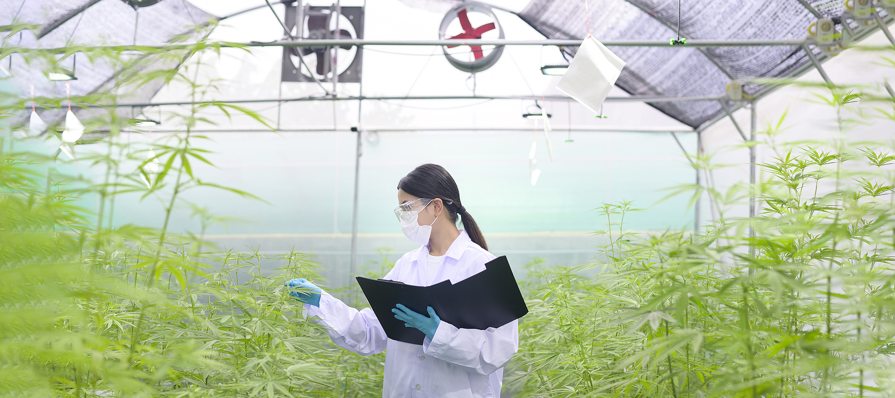 Scientist in lab coat in indoor cannabis growing operation