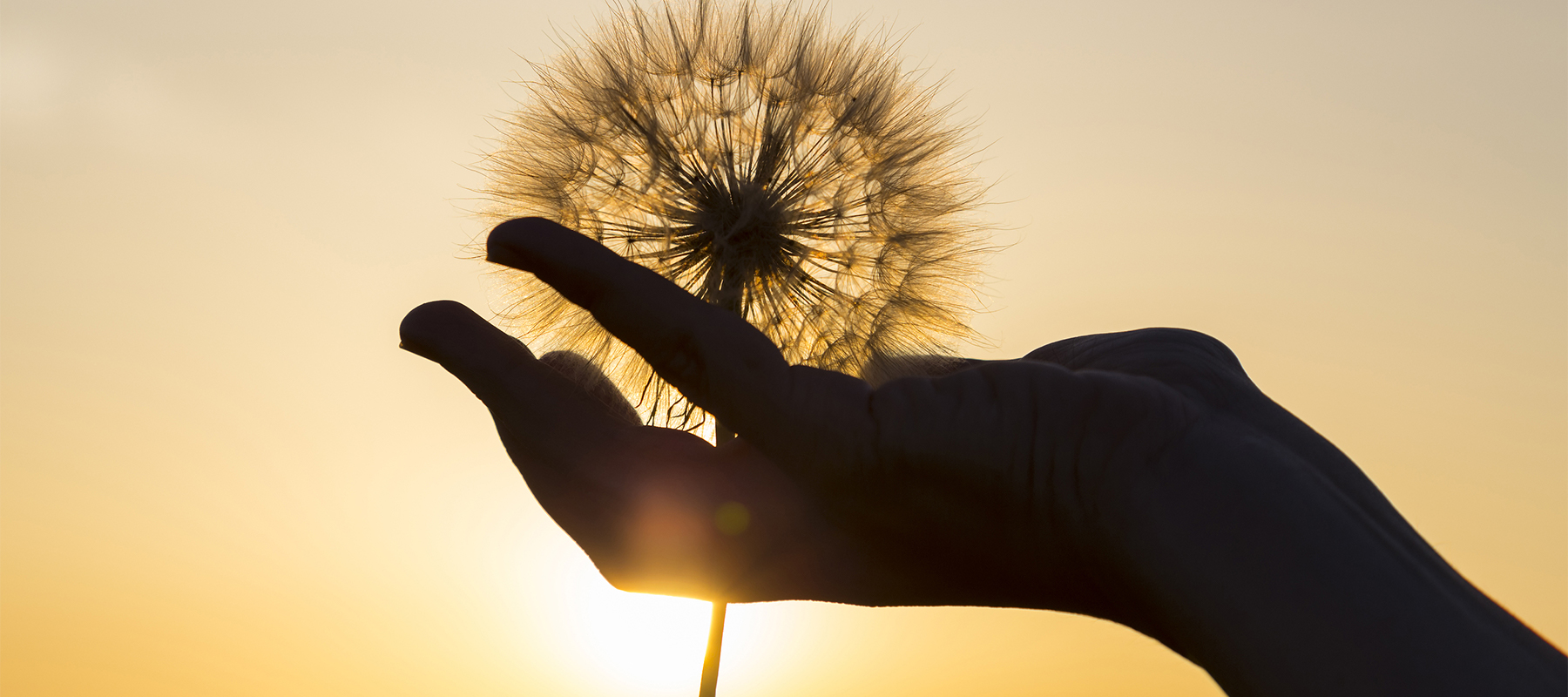 a hand holding a dandolion 