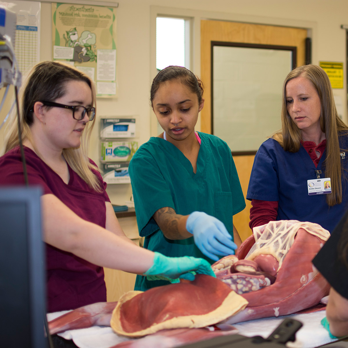 CCD Veterinary Technology students in a lab