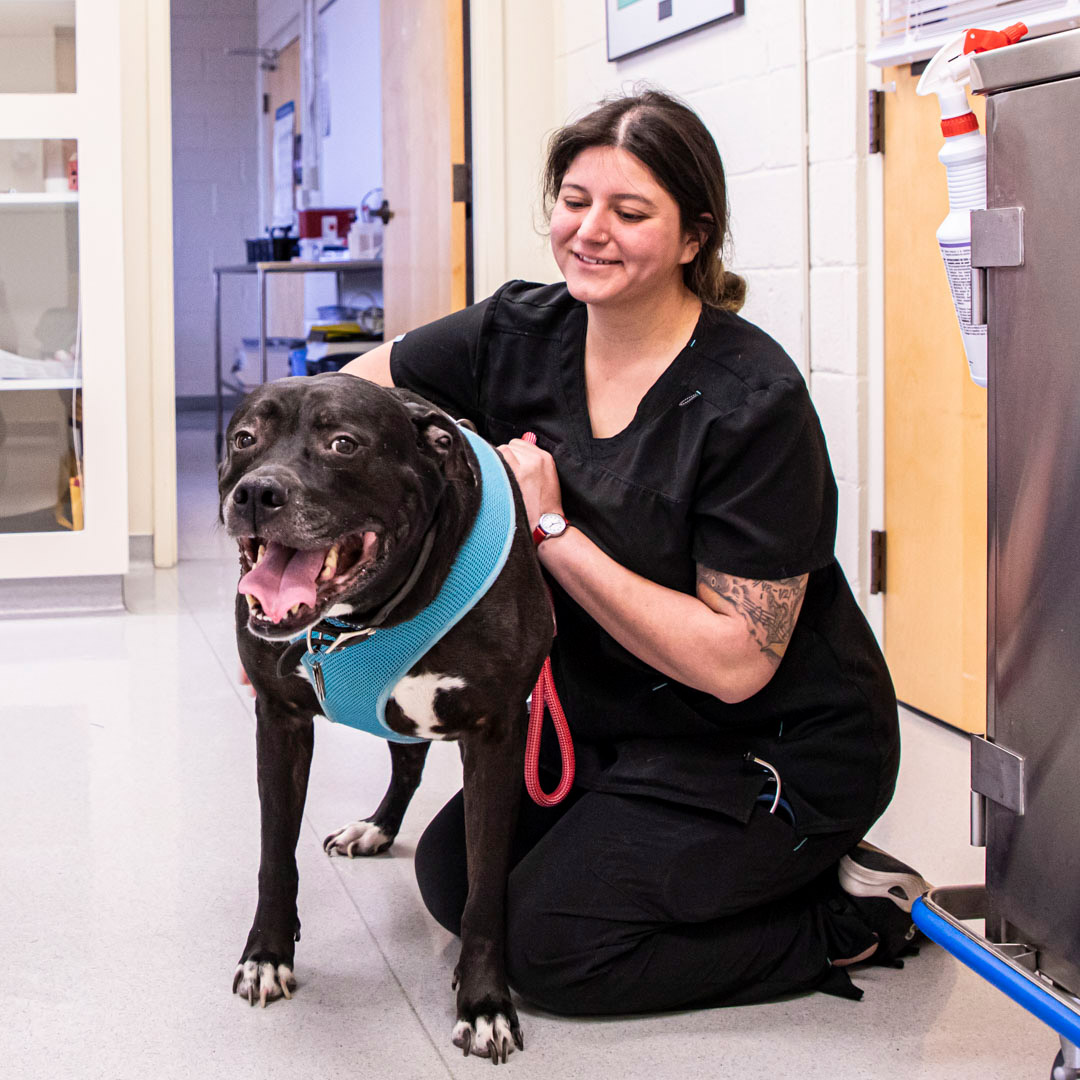 CCD Veterinary Technology Assistant student with a dog