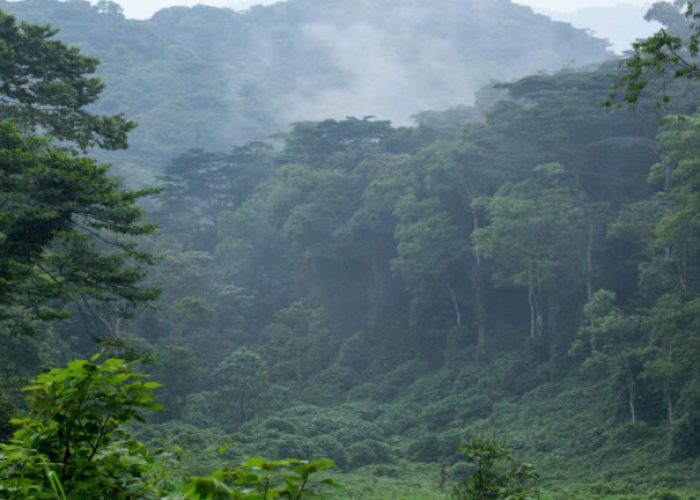 Bwindi Impenetrable National Park