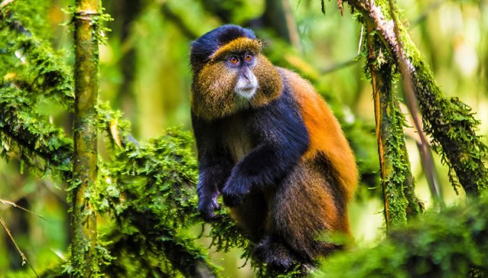 mgahinga-golden-monkey