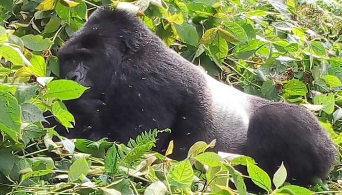 sliver-back-gorilla-in-mgahinga-np